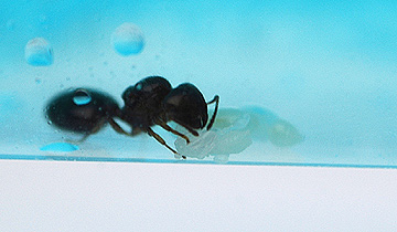 ant0524_1.jpg