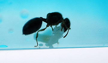 ant0524_2.jpg