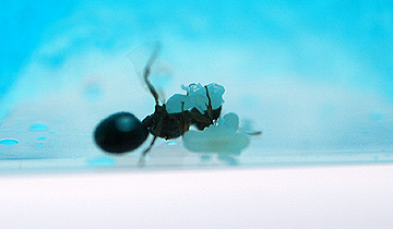 ant0524_3.jpg