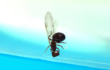 ant_4773.jpg