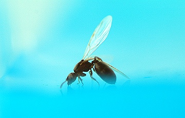 ant_4807.jpg