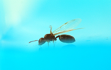 ant_4808.jpg