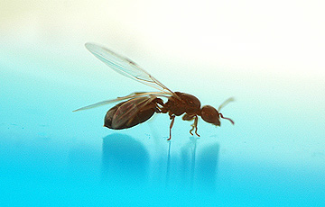 ant_4812.jpg