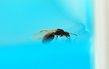 ant_4815.jpg