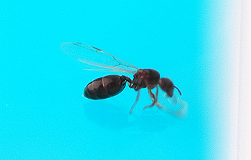 ant_4820.jpg