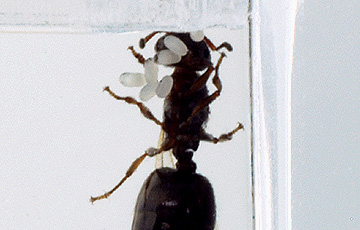 ant_4829.jpg