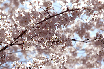 sakura_02.jpg