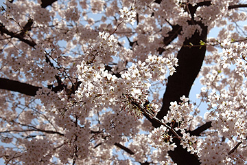 sakura_04.jpg