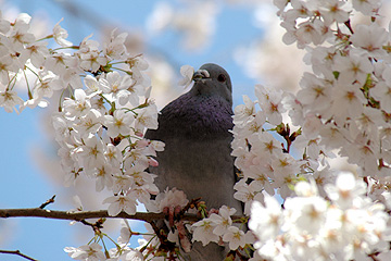 sakura_05.jpg