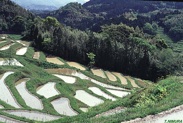 大山千枚田